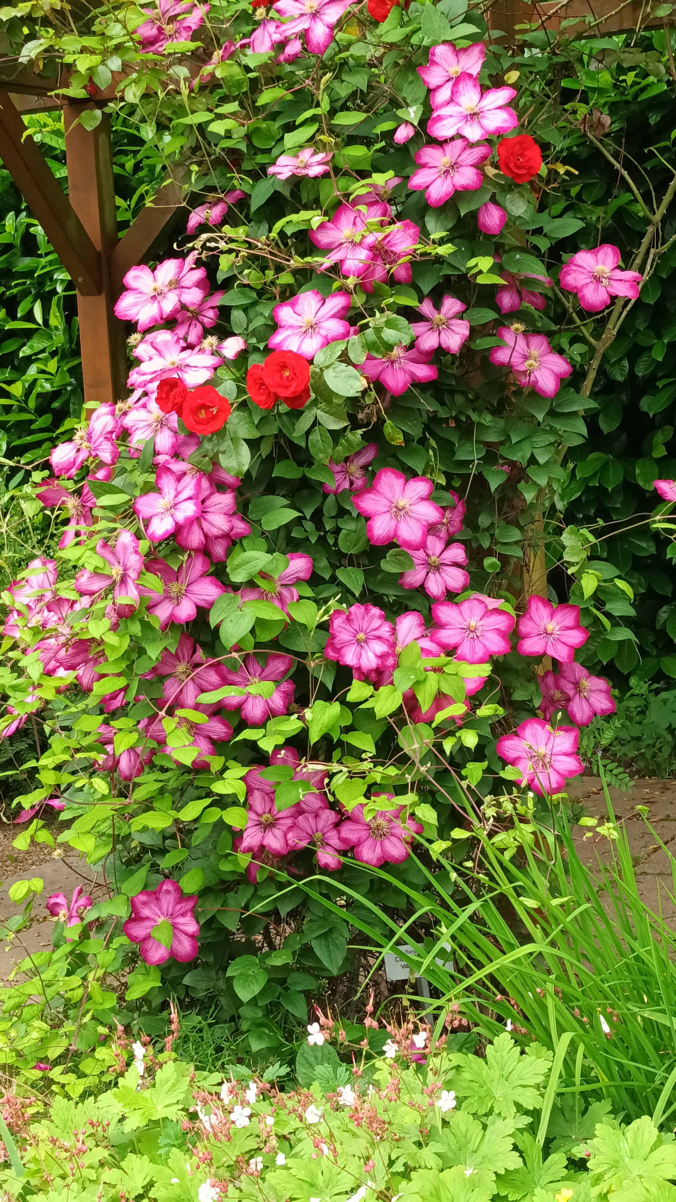 Die Klimagärtner*innen des LandFrauenverbandes Frischer Wind e.V. besuchen den Rosengarten in Zweibrücken