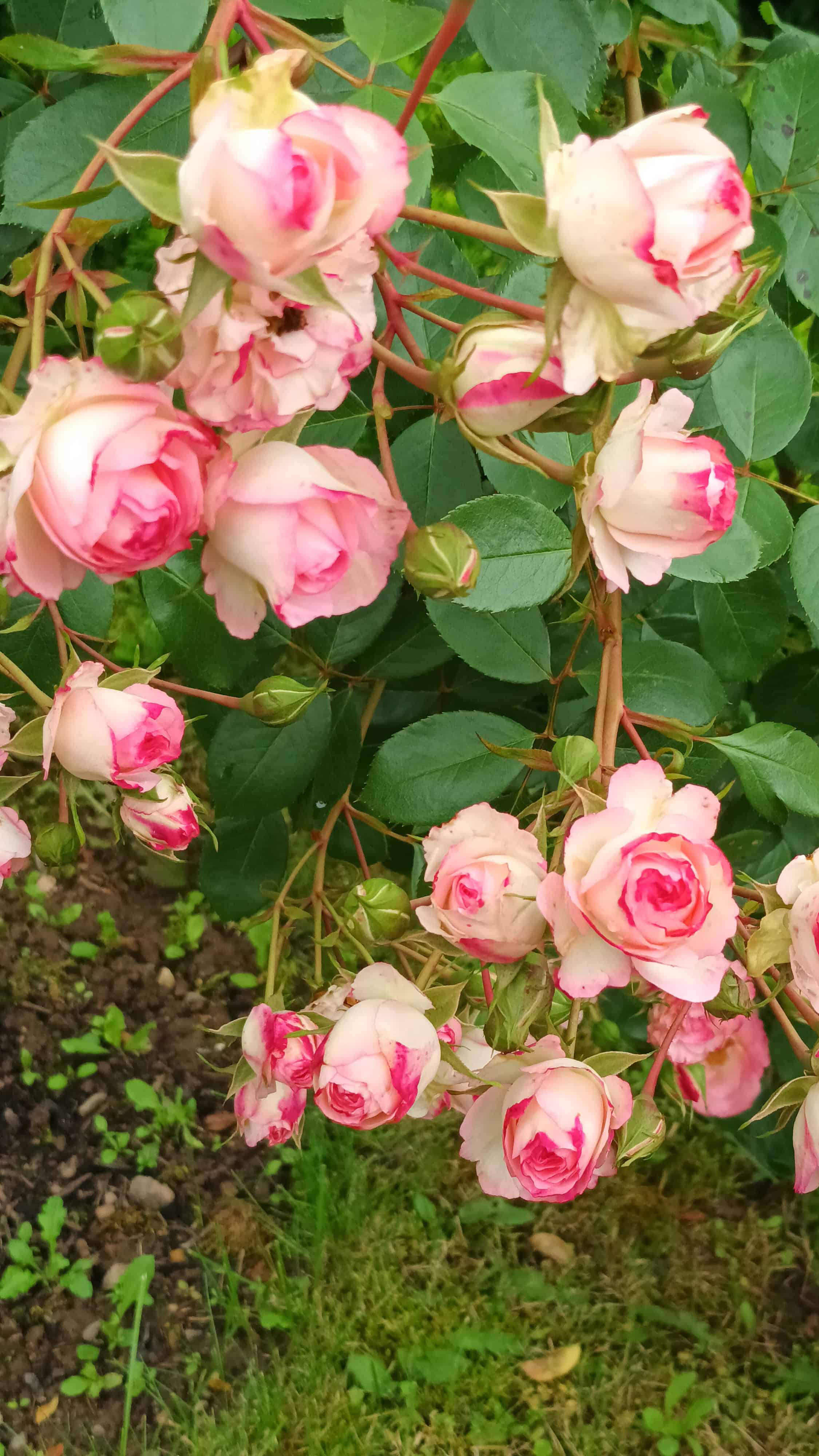 Die Klimagärtner*innen des LandFrauenverbandes Frischer Wind e.V. besuchen den Rosengarten in Zweibrücken