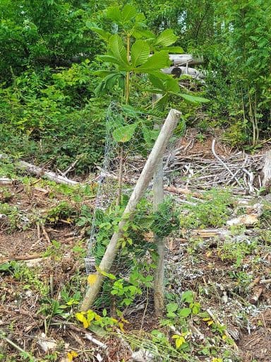 Baumlehrpfad in Wissens grüner Lunge, – Foto 1