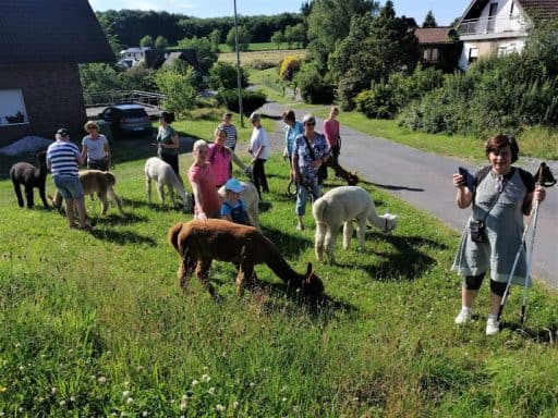 Wunderschöne Alpaka Wanderung – Foto 1