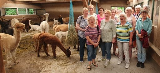 LandFrauen Wisserland besuchten Alpaka-Farm – Foto 1