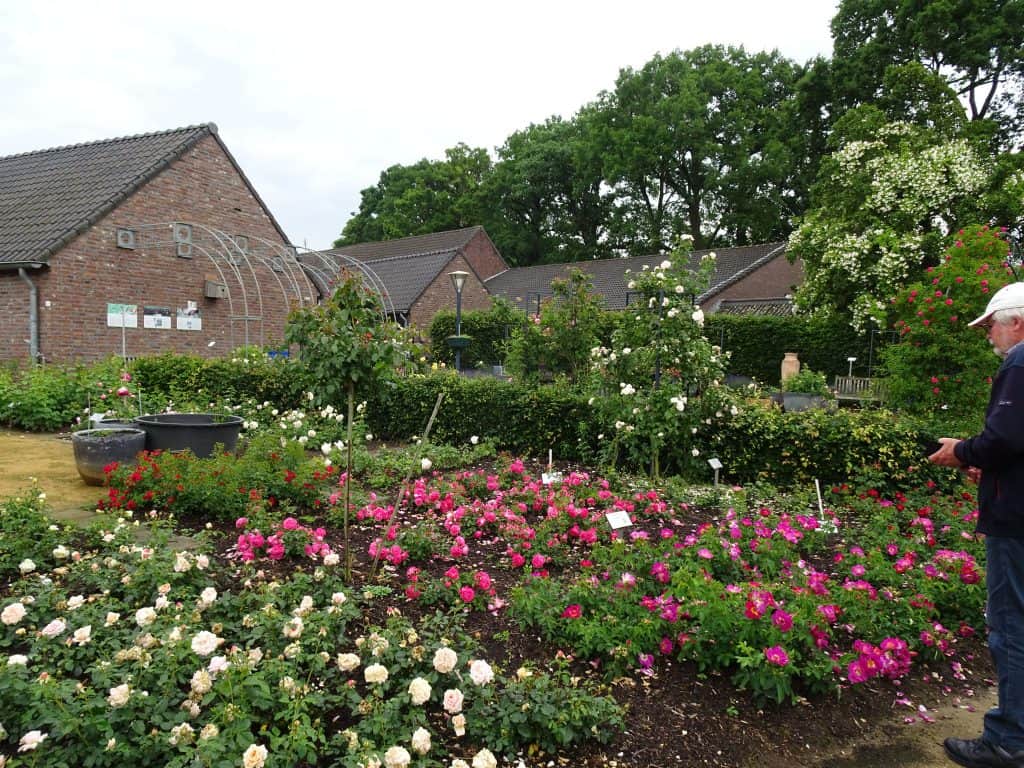 Blühender Rosengarten beim Besuch des Rosendorfs Lottum.