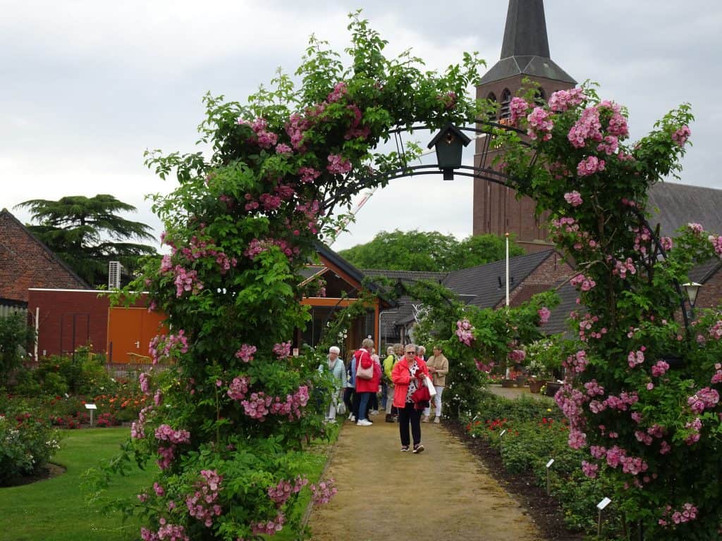 Rosenbogen mit rosa Blüten im Rosendorf Lottum mit Kirchturm im Hintergrund.