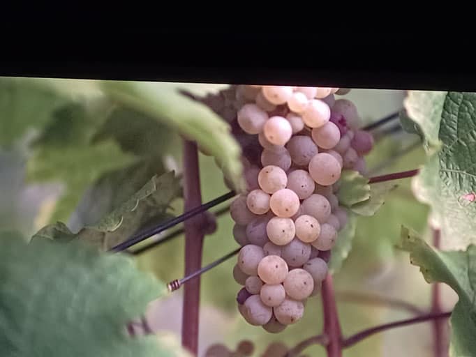 WeinWeiblich – Wunderbar – Foto 5